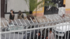 معترضان در زاهدان شعار «نه غزه نه لبنان، جانم فدای ایران» و «از زاهدان تا غزه کل دنیا می‌لرزه» سر دادند