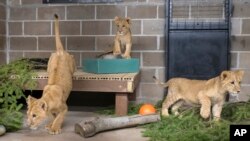 The orphaned lion cubs explore the Wildcat Sanctuary in Sandstone, Minnesota, on November 30.