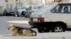 В Ашхабаде зарегистрирован единственный приют для животных 