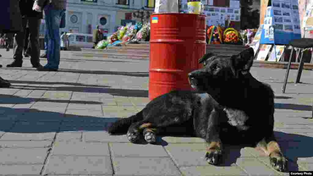 Manifestanții din Cernăuți au “adoptat” acest maidanez, după noaptea de 18 spre 19 februarie, când l-a Kiev au fost înregistrate primele victime și când cățelul botezat ulterior Maidan s-a alăturat mulțimii și urla asemeni unui lup. 10 martie 2014, Cernăuți.