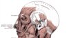Henry Gray (1825–1861). Anatomy of the Human Body. 1918.