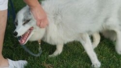 Outfoxing Evolution: Soviet-Era Project Turns Foxes Into Pets