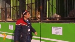 Передвижной зоопарк в Бишкеке