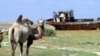 На одном из участков высохшего дна Аральского моря. Август 2005 года.