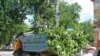 Зрізані дерева, Сімферополь, 23 червня 2011 року