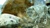 Tajikistan -- A snow leopard, one of the most elusive big cats on Earth, and also an endangered species, triggers a camera trap set up high in an isolated mountain range in Tajikistan, undated