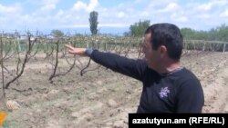 Armenia - A farmer in Mrgashat village points to his vineyard destroyed by a powerful hailstorm, 13May2013.