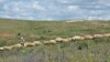 Armenia - Sheep graze in Urtsasar mountains, 22Jun2012.