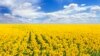 Соняшникове поле в Україні