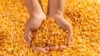 UKRAINE – Woman hands holding a handful of corn seeds 