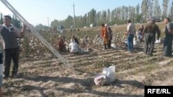 На уборке хлопка в Узбекистане. Иллюстративное фото.