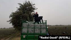 Акс аз соли 2017. Вилояти Хатлон
