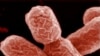Գերմանիա -- E. coli բակտերիան