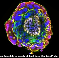 A human embryo, 11 days old