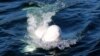 Hvaldimir the Beluga whale in Hammerfest, Norway in 2019. (file photo)