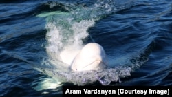 Hvaldimir the Beluga whale in Hammerfest, Norway in 2019. (file photo)