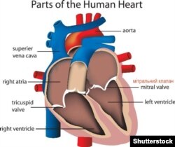 (©Shutterstock)