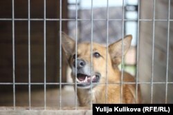 Собака приюта "Дом хвостиков", Выборгский район