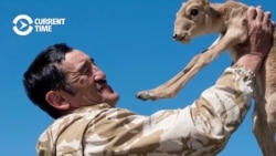 Kazakh Ranger Killed While Protecting Saiga Antelope