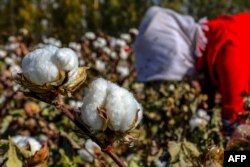 Sinjiangyň demirgazyk-gündogar sebitinde pagta ýygýan aýal. 2018-nji ýylyň 14-nji oktýabry. Adrian Zenziň sözüne görä, pagta ýygmak Sinjiangda mejbury zähmetiň iň giň ýaýran görnüşidir.