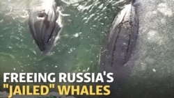 Russian 'Whale Jail': Cousteau Says Freeing Them Will Take Time