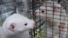 DENMARK -- Minks are seen in their cages in a mink farm in Jyllinge near Copenhagen October 24, 2012. 