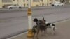 Idegsiz itler. Aşgabat, 2020 (illýustrasiýa suraty)