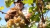 Vasile Bumacov: 2013 – un an bun pentru agricultură