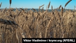 Illýustrasiýa suraty